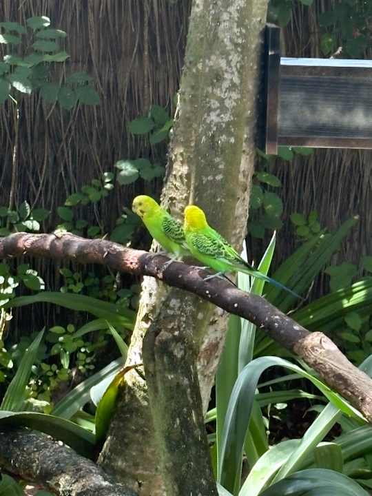 Gartenanlage Angaga Island Resort