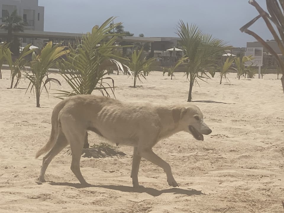 Strand Hotel Riu Palace Santa Maria