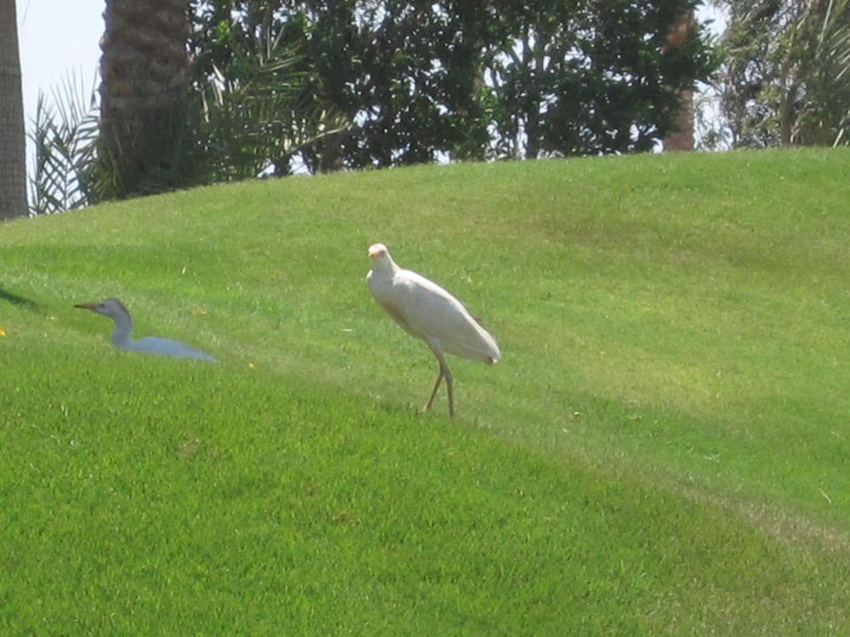 Steigenberger al Dau Beach Hotel Steigenberger ALDAU Beach Hotel