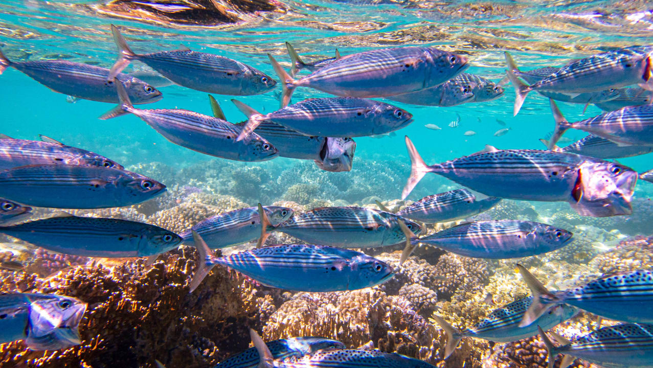 Strand Hotel Gorgonia Beach Resort