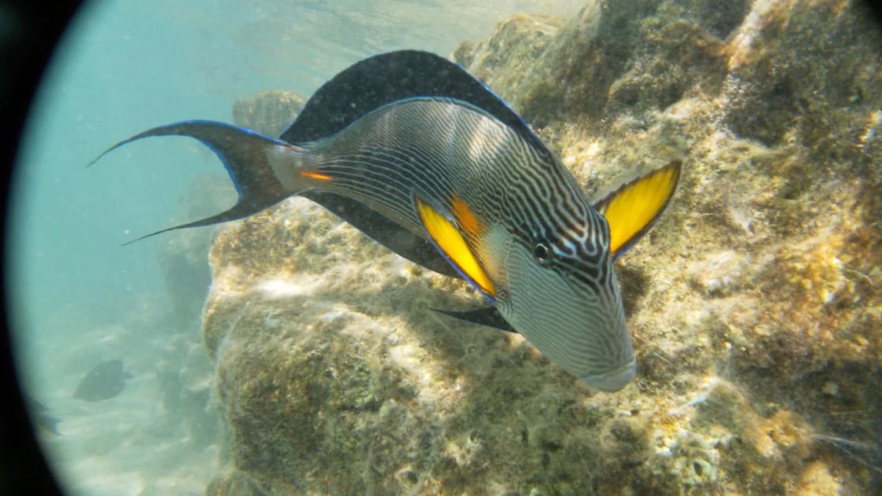 Strand Pickalbatros Citadel Resort