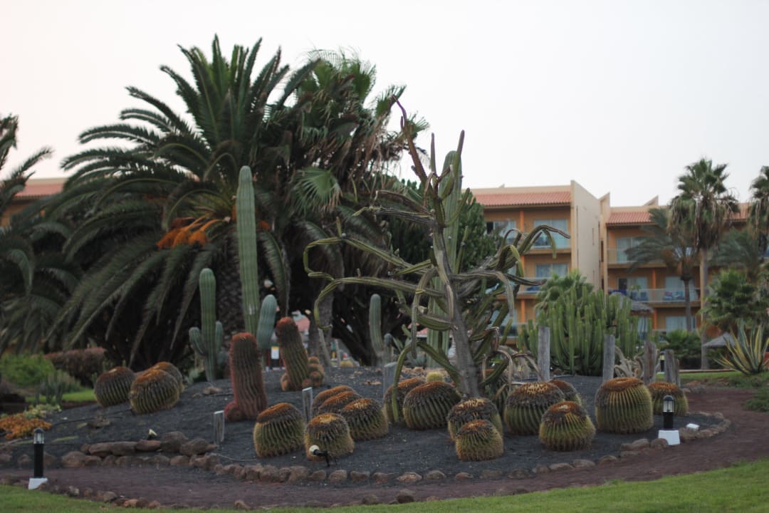 Ogród Barceló Fuerteventura Castillo