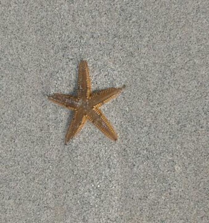 Seesterne, Muscheln alles vorhanden Hotel Roc Barlovento