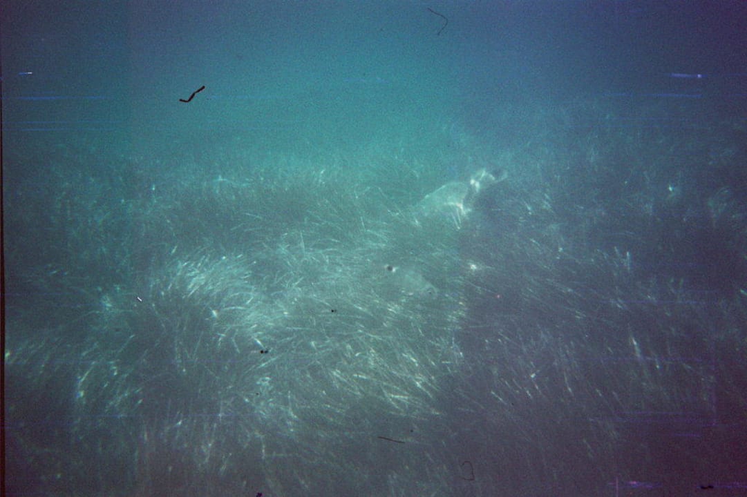 Schildkröte in Strandnähe Gloria Maris Hotel Suites and Villa