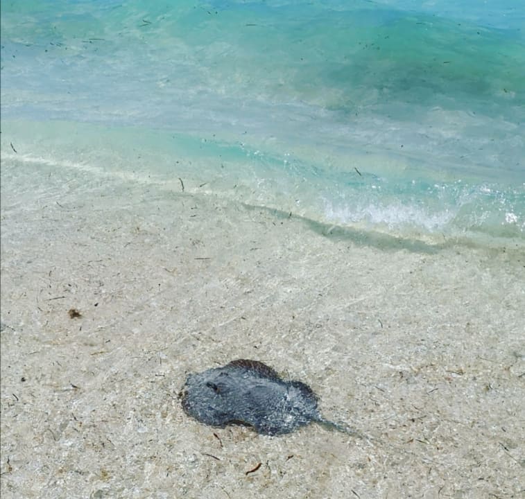 Strand Kuredu Island Resort & Spa