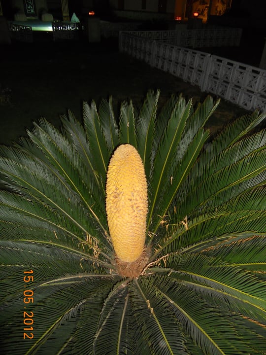 Hotel Club Golden 5 Blend Club Aqua Resort