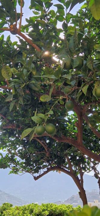 Gartenanlage Fodele Beach & Water Park Holiday Resort