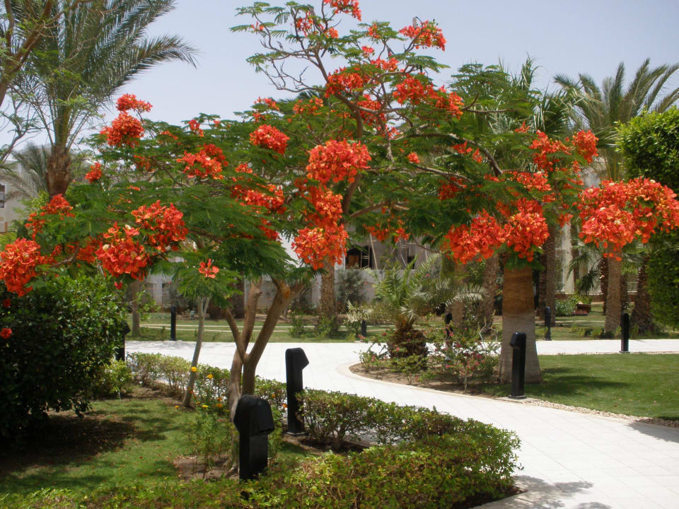 Garten The Grand Hotel Hurghada