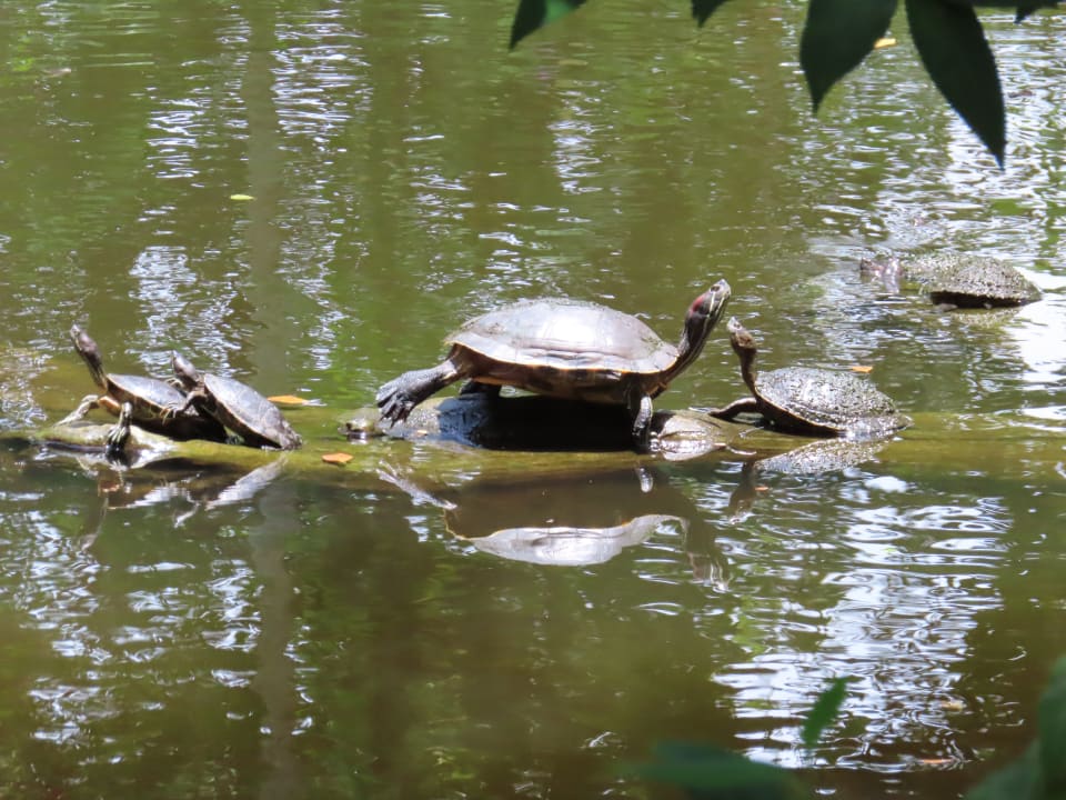 Gartenanlage Viva Heavens by Wyndham - All Inclusive Resort