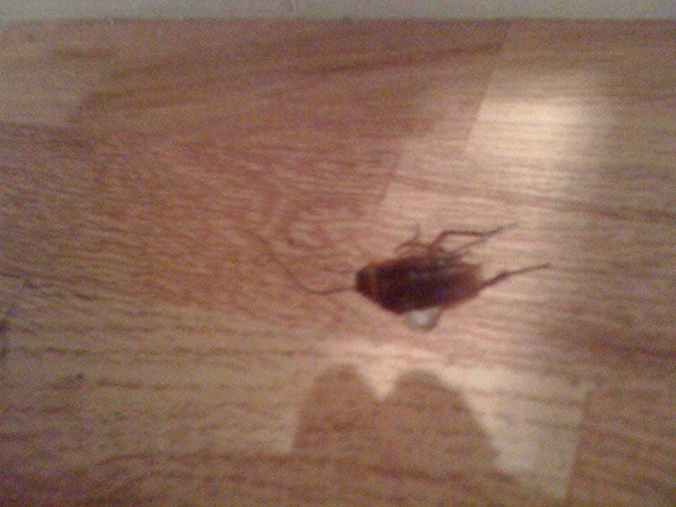 Wir haben die Kakerlake selbst erlegt Roc Oberoy