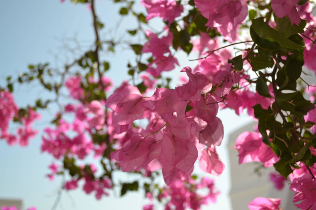 Djerba Hotel El Mouradi Djerba Menzel