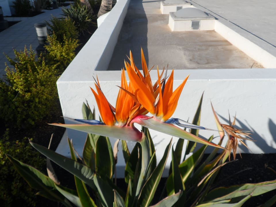 Die Gartenanlage war eine Augenweide Hotel Las Costas