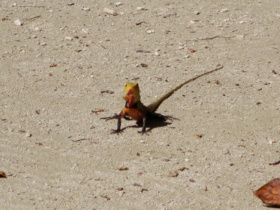 Hotel Meeru Island Resort Meeru Maldives Resort Island