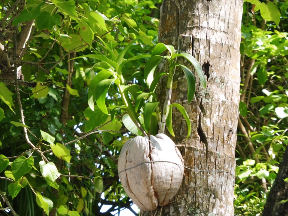 Gartenanlage Ellaidhoo Maldives by Cinnamon