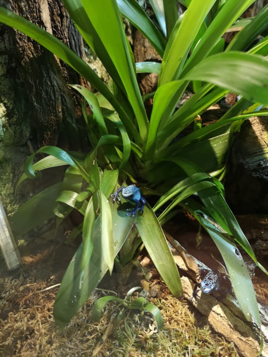 Sonstiges Aparthotel Tropenhaus Bansin