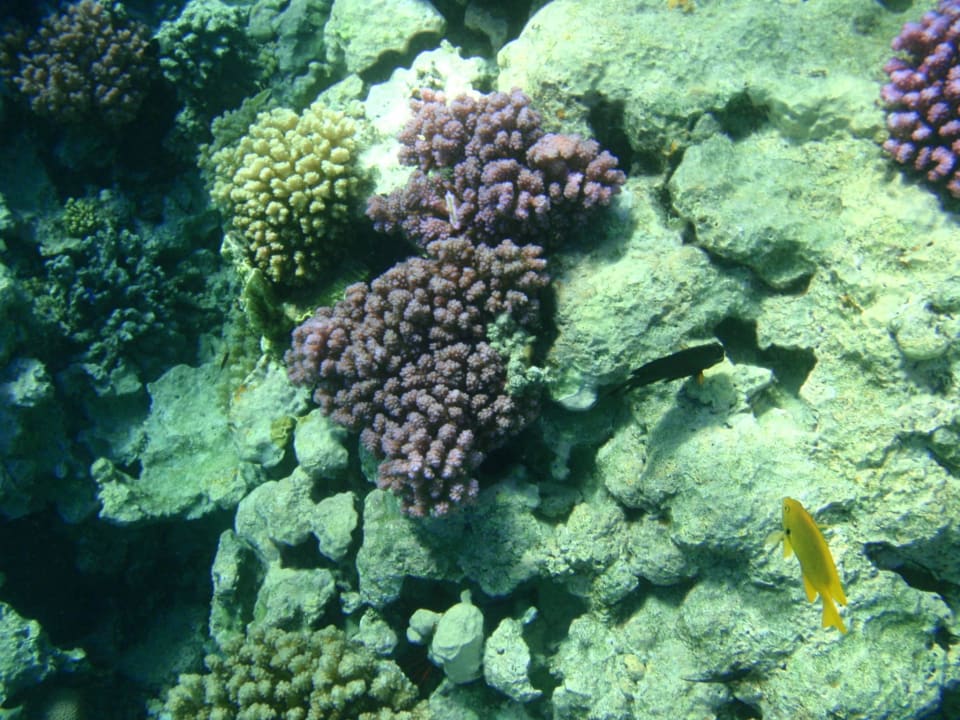 Под водой. Stella Garden Resort & Spa, Makadi Bay