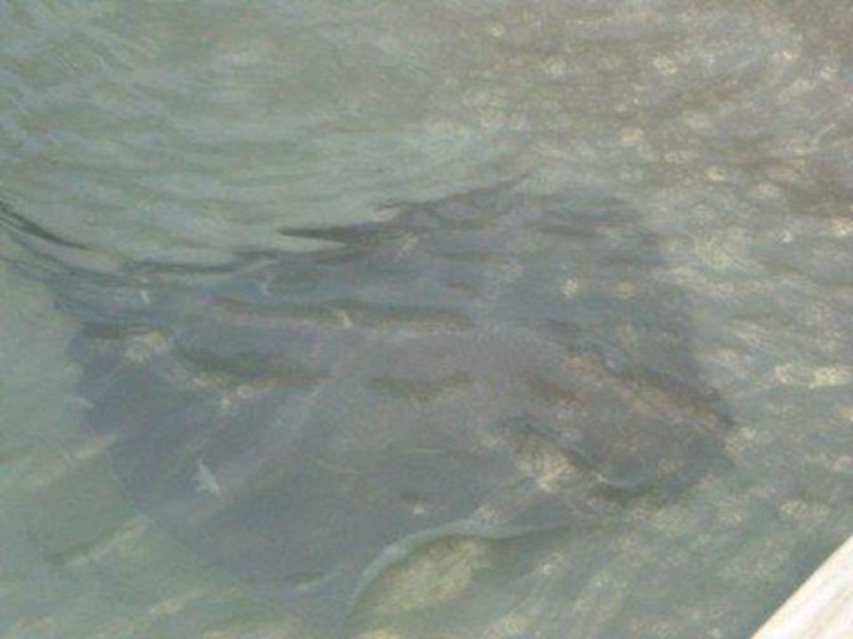 Rochenfütterung bei Hotel Blue Lagoon Kuramathi Maldives