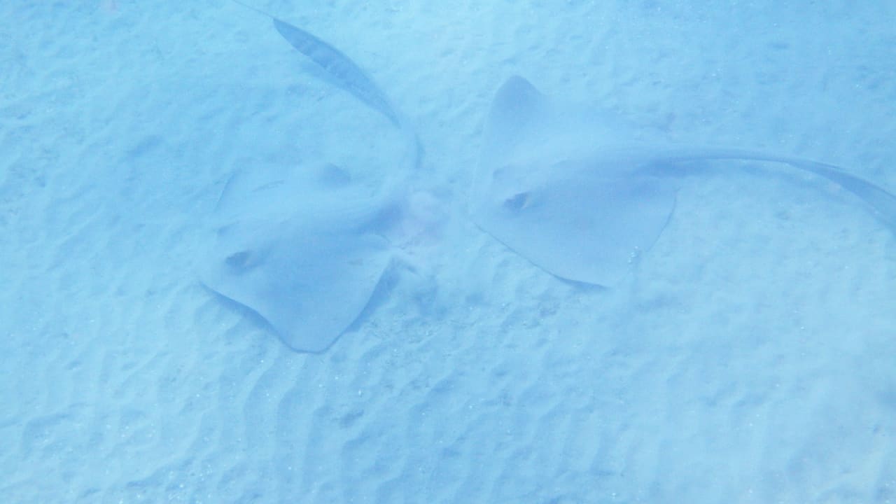 Sport & Freizeit Hotel Gorgonia Beach Resort