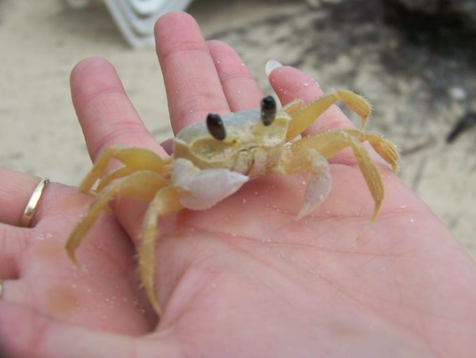 Besucher am Strand Grand Palladium Select Bávaro Resort & Spa