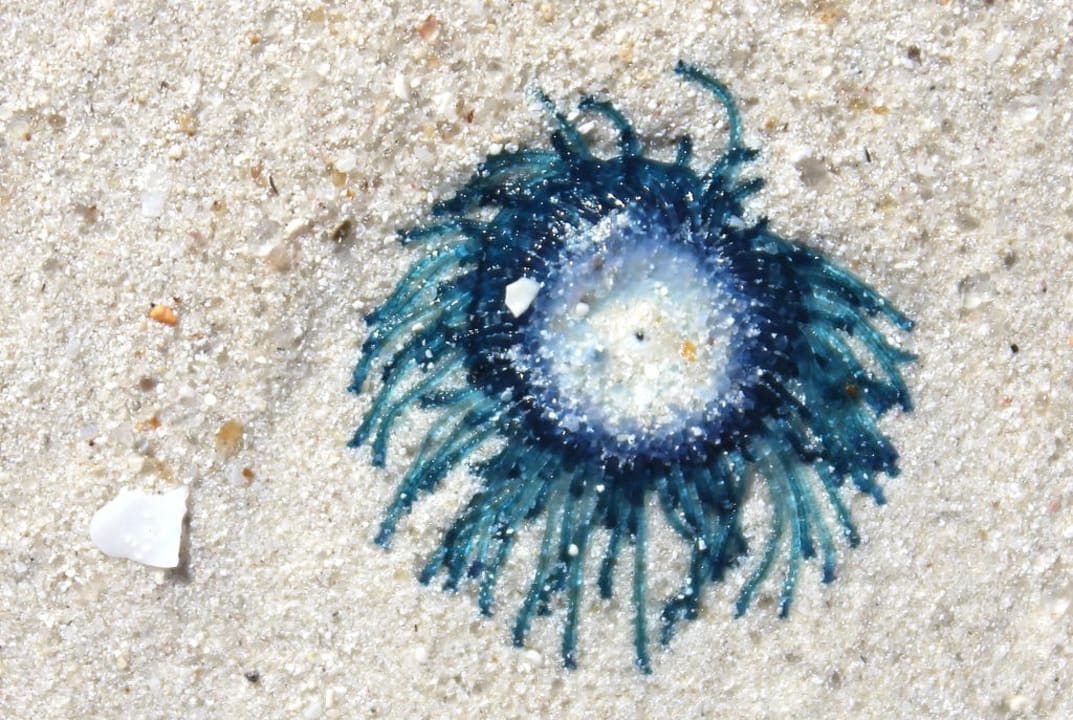 Meduza - wielkości 5zł Hotel Southern Palms Beach Resort