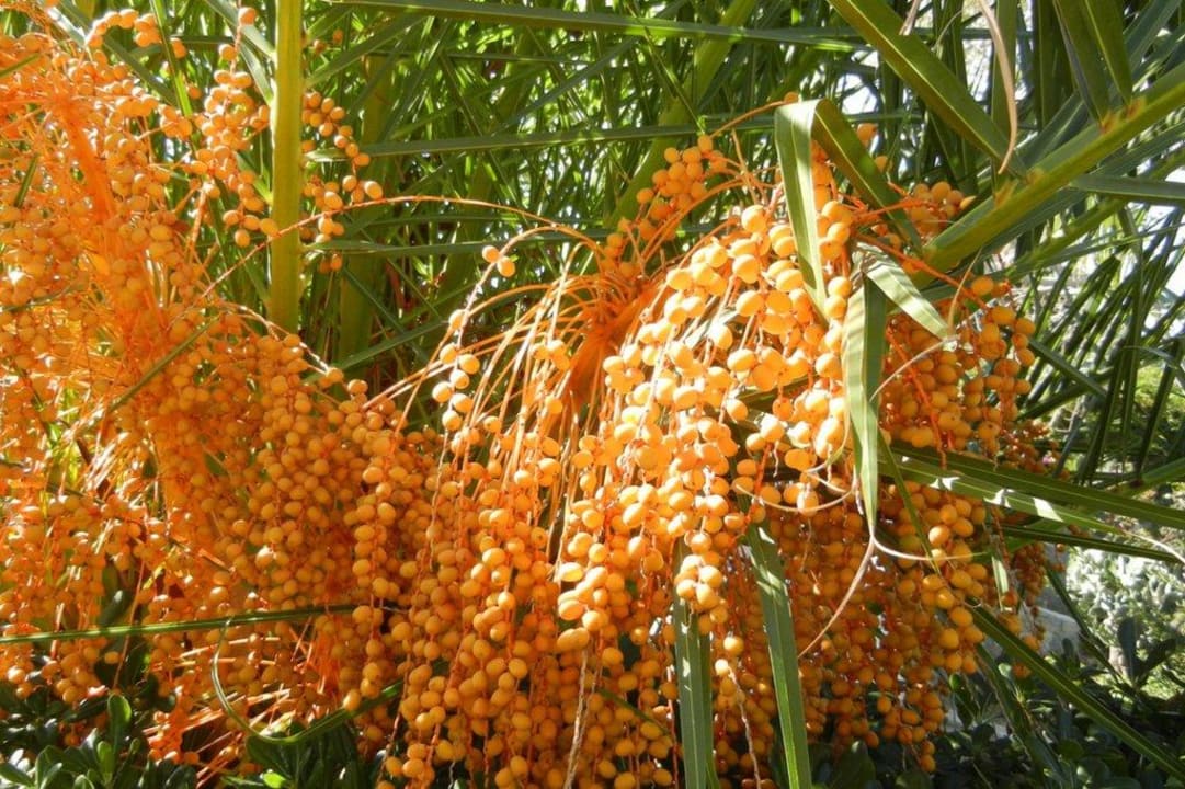 Schöne Palmenblüte Aldiana Club Rocca Nettuno Calabria