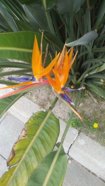 Gartenanlage Hotel San Giorgio