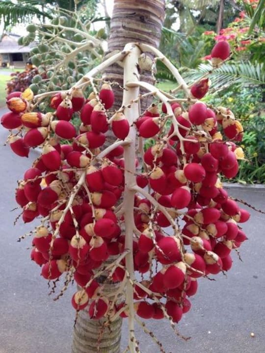 Palmensamen demnächst Maritim Resort & Spa Mauritius