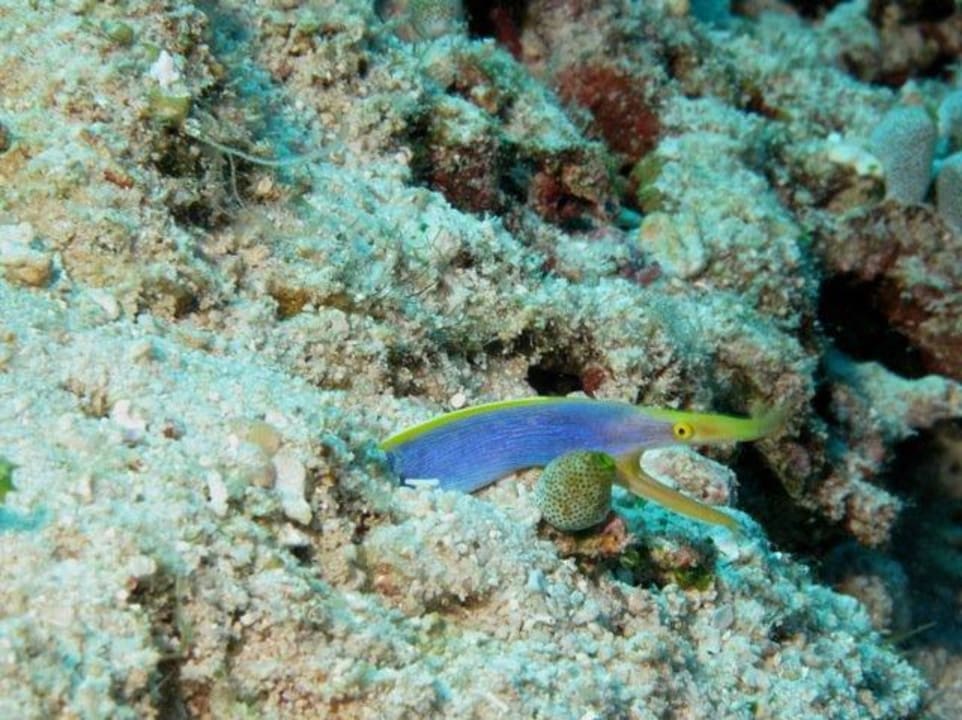 Raja4divers by Kurt Niederer Raja4divers Resort