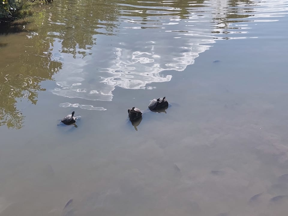 Sonstiges Hotel Viva Dominicus Beach by Wyndham - All Inclusive Resort