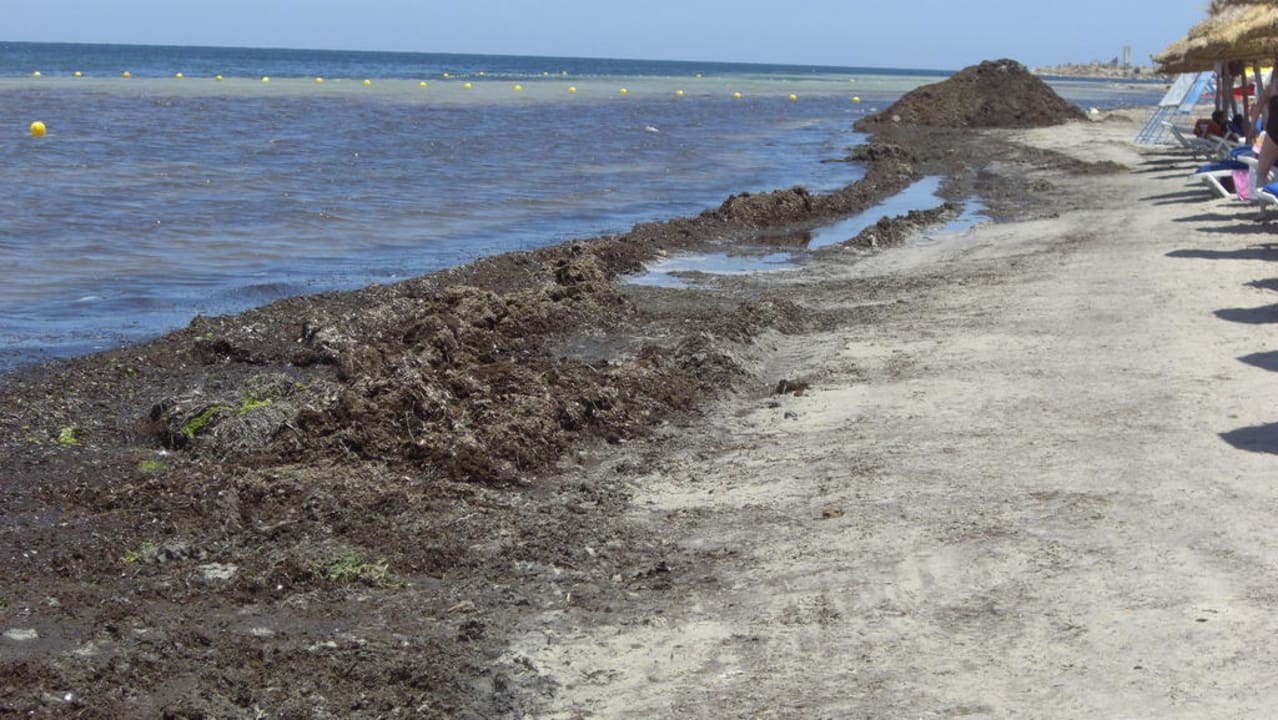 Algen, soweit das Auge reicht Hotel Rosa Beach