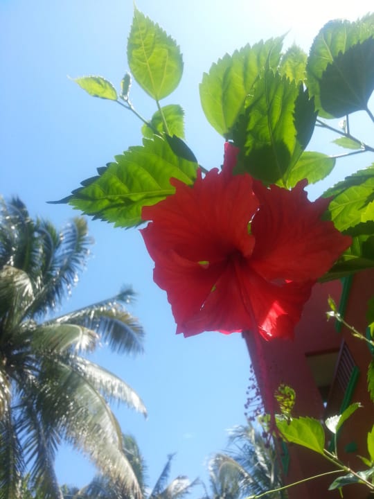 Heiße Mittagssonne Catalonia Playa Maroma