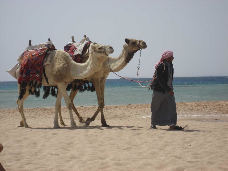 Täglich zu sehen ... Hotel Sheraton Soma Bay Resort