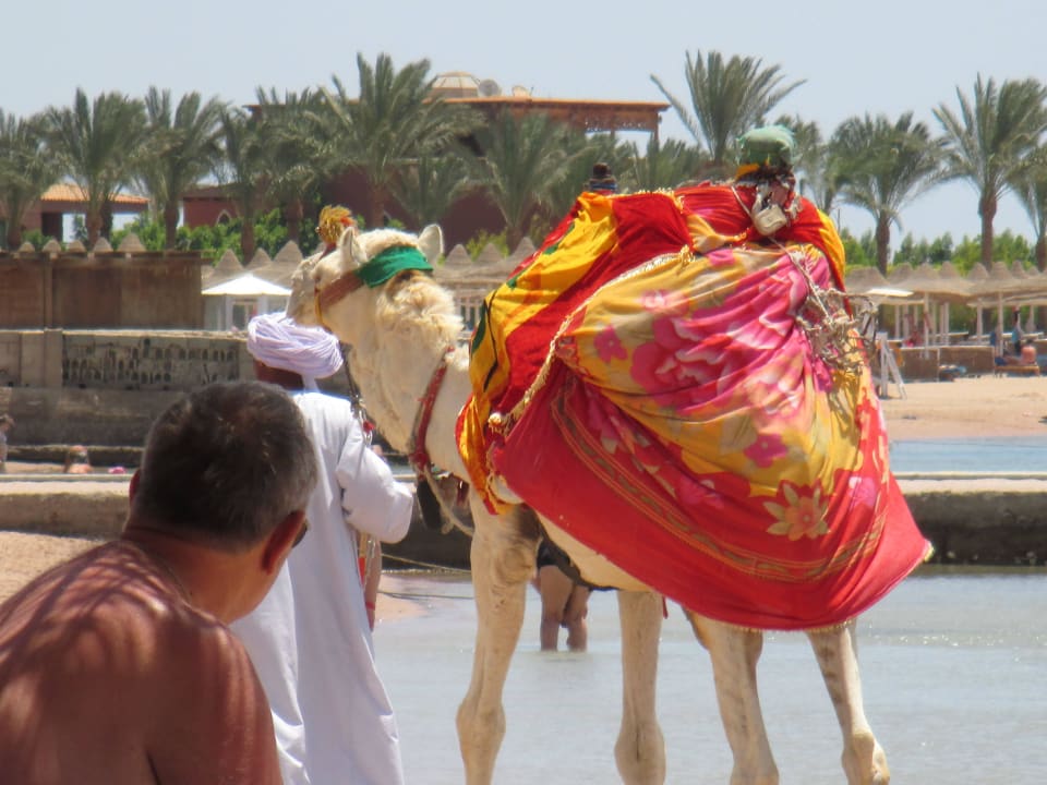 Oscar das Hotel Kamel  Giftun Azur Resort