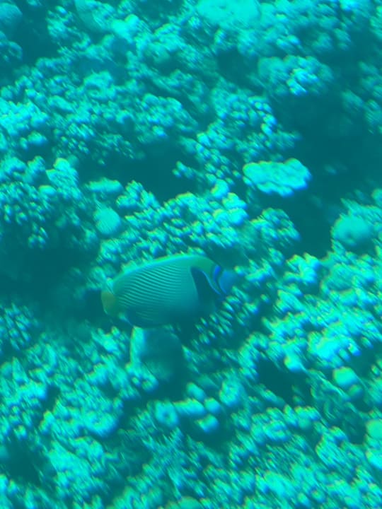 Sport & Freizeit Cleopatra Luxury Resort Makadi Bay