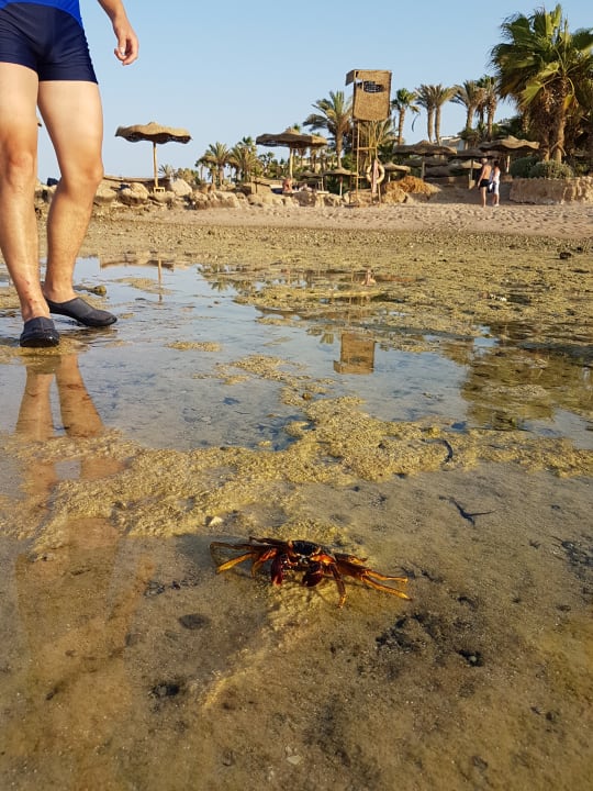 Strand Pickalbatros Citadel Resort