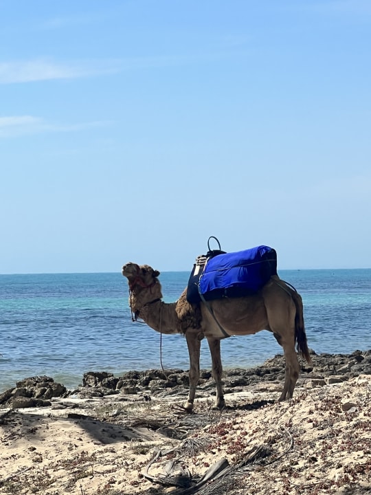Strand Hotel El Mouradi Djerba Menzel