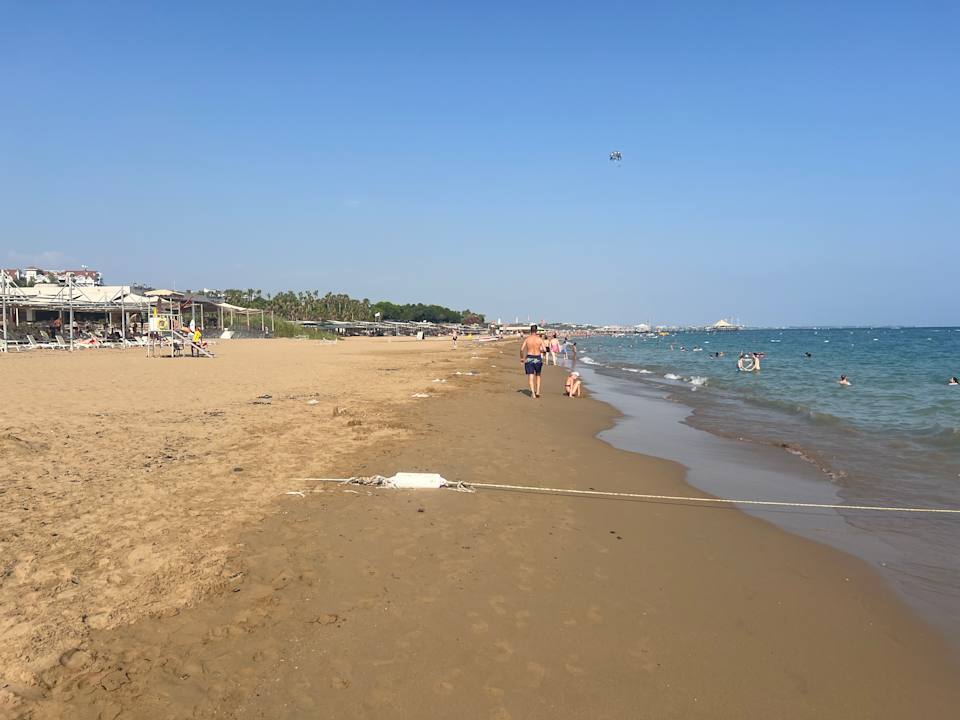 Strand Seashell Vega