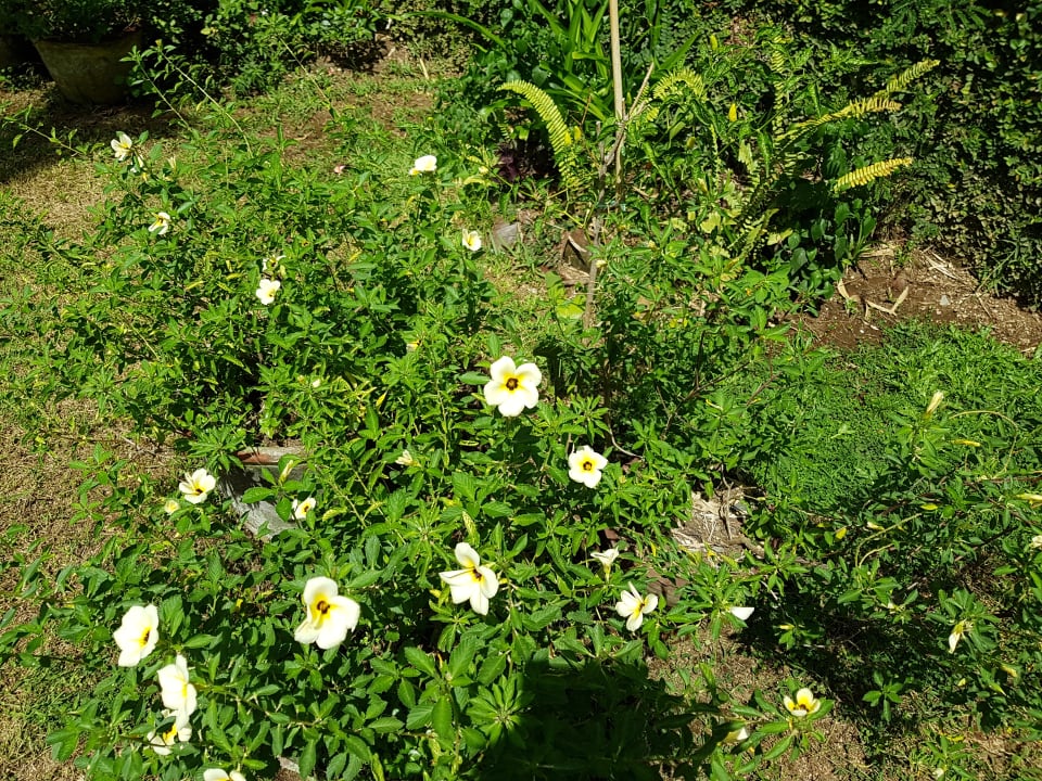 Gartenanlage Saraswati Holiday House