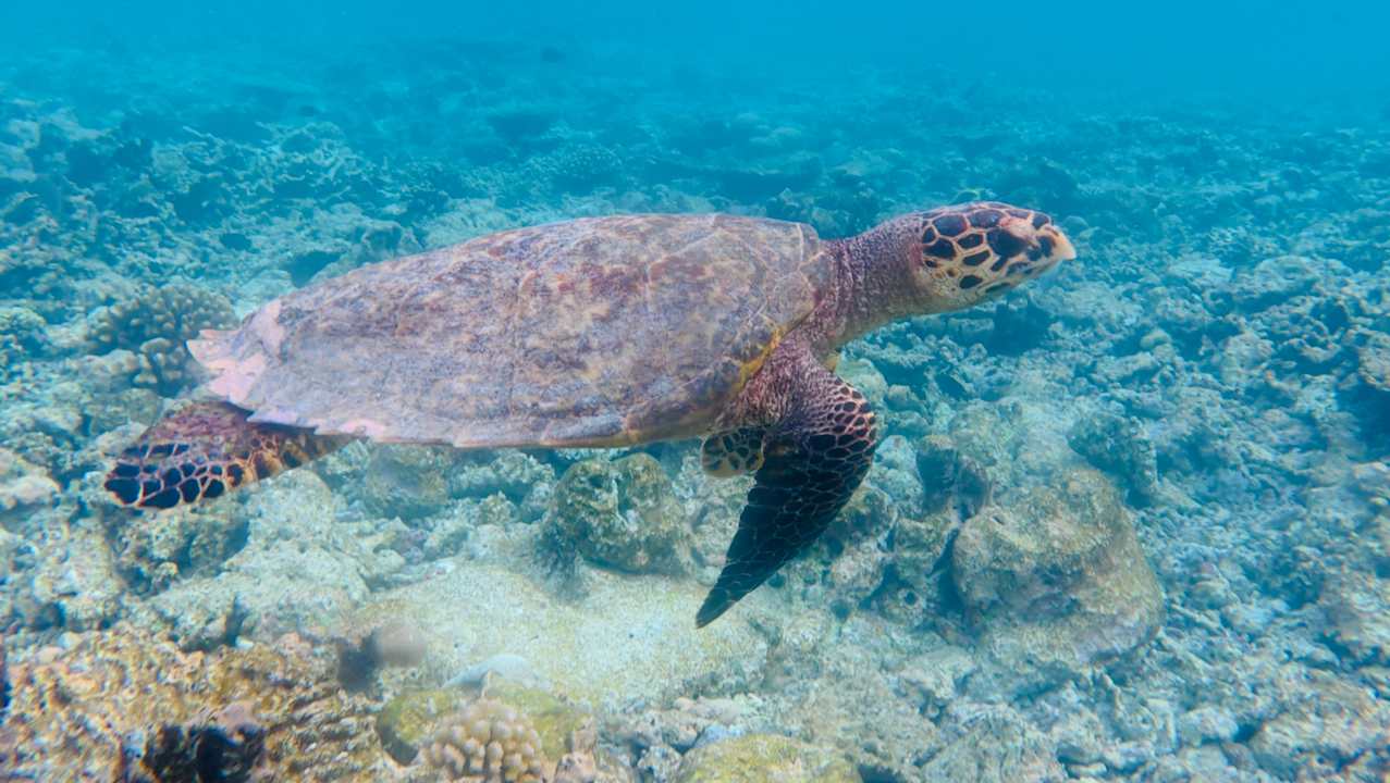 Sport & Freizeit Machchafushi Island Resort & Spa Maldives, The Centara Collection