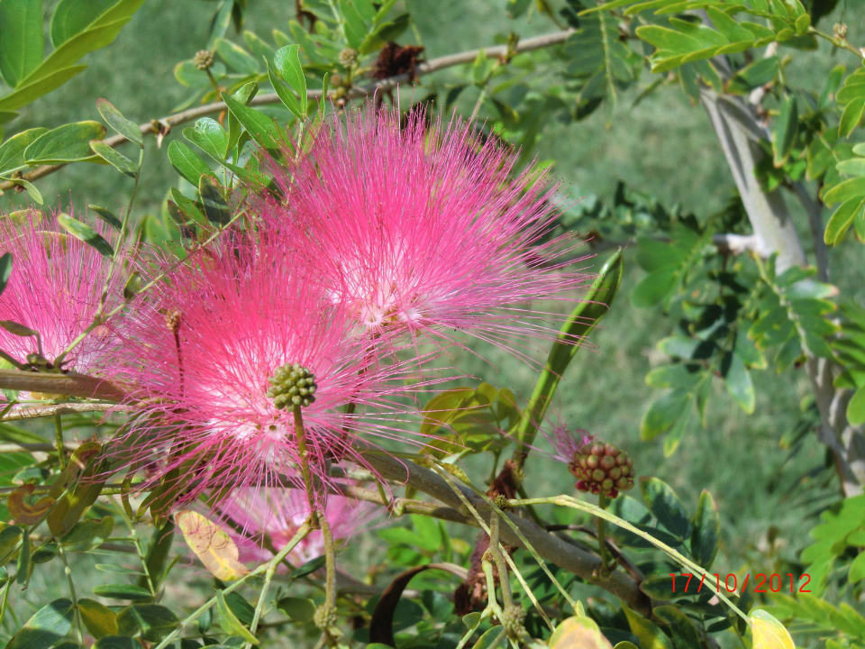 Eine der wenigen Blumen der Hotelanlage  Pickalbatros Jungle Aqua Park Resort - Neverland Hurghada