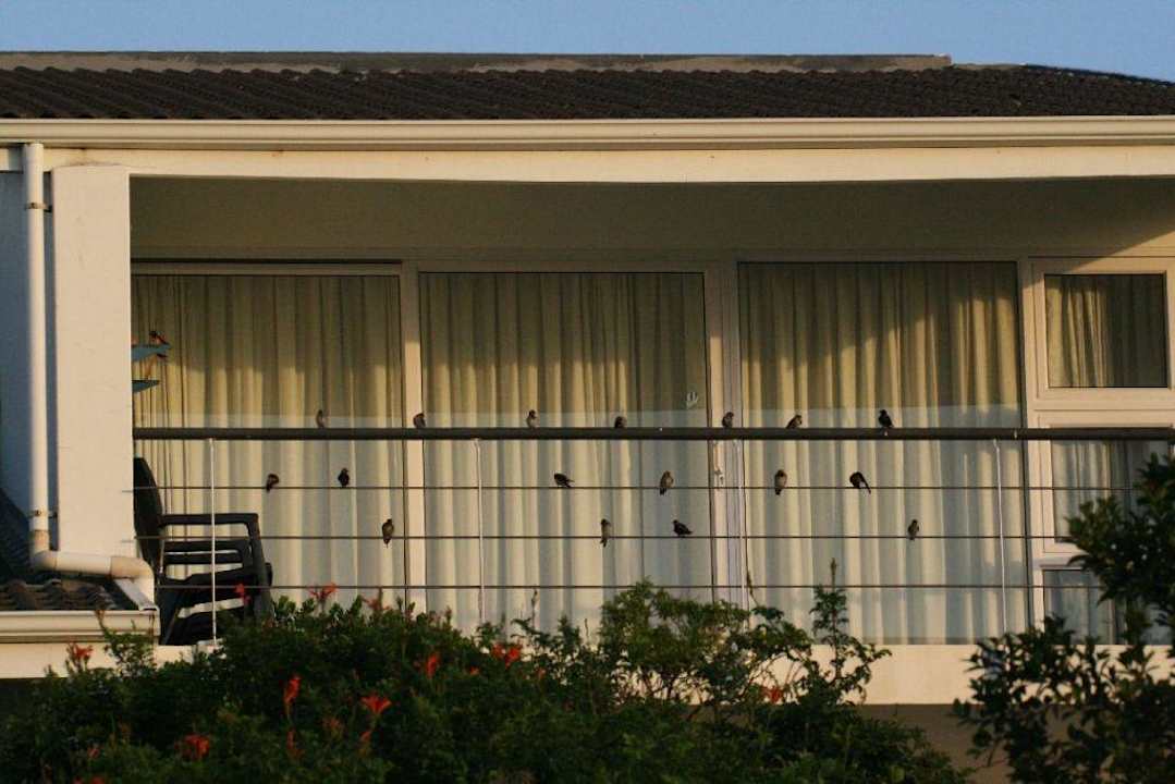 Vogelparadies Cintsa Lodge Cintsa Lodge