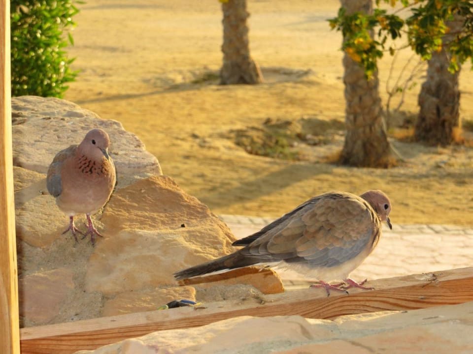 Tägliche Restaurantbesucher Wadi Lahmy Azur Resort