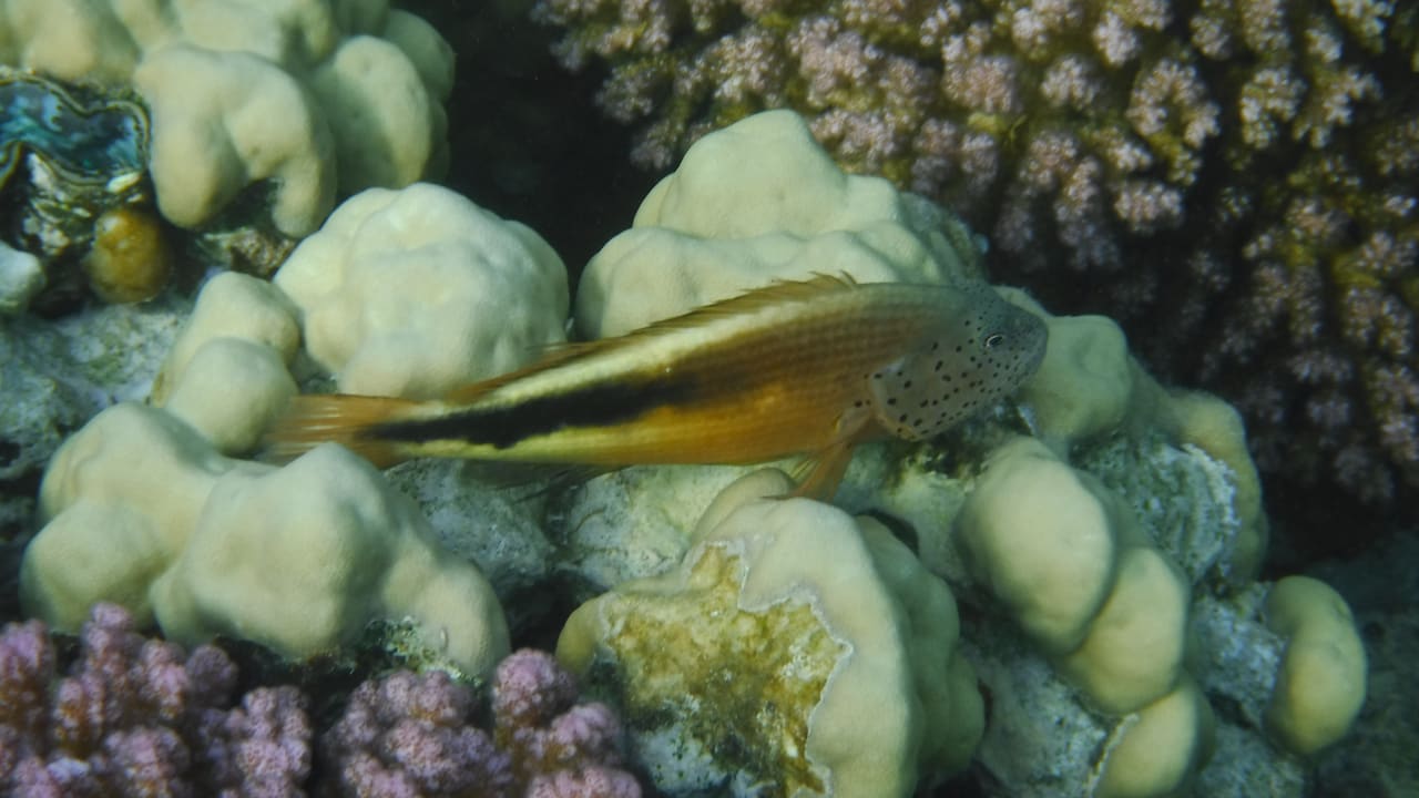 Sport & Freizeit Malikia Resort Abu Dabbab