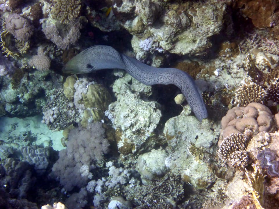 Strand Mövenpick Resort El Quseir