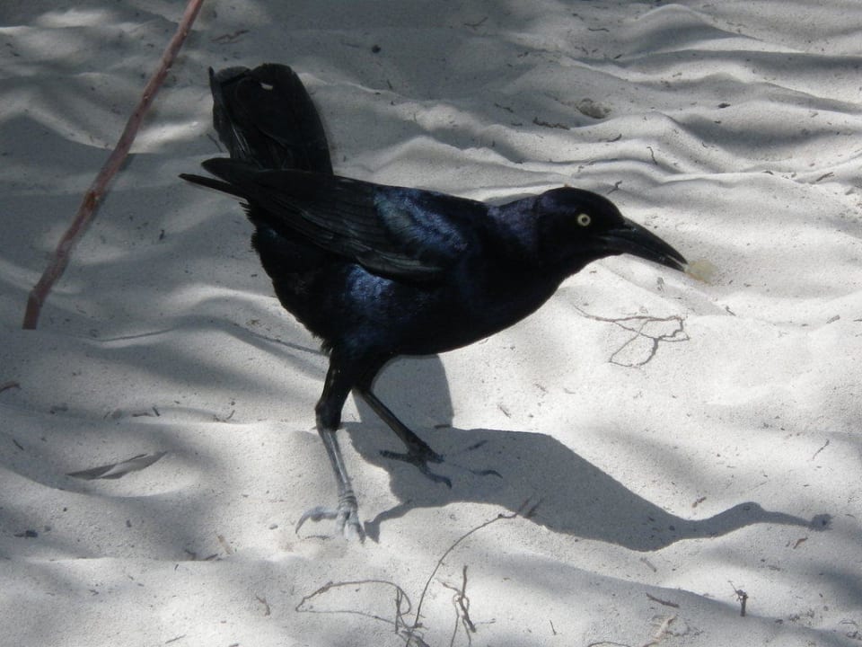 Einheimische  Vögel Grand Palladium Select White Sand Resort & Spa