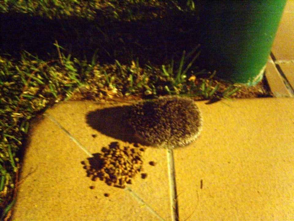 Igel beim Abendmahl Bungalows Cordial Sandy Golf