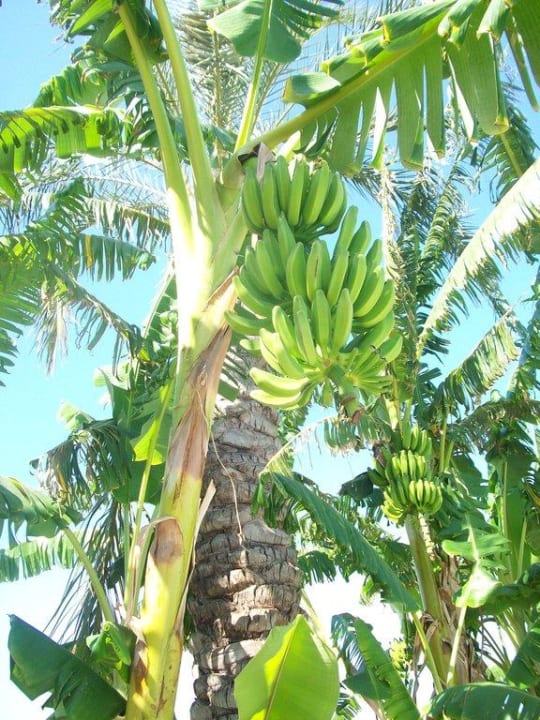 Bananenstauden in der Hotelanlage FUN&SUN Smart Hane Sun Hotel