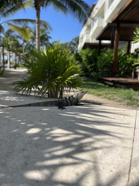 Sonstiges Akumal Bay Beach & Wellness Resort