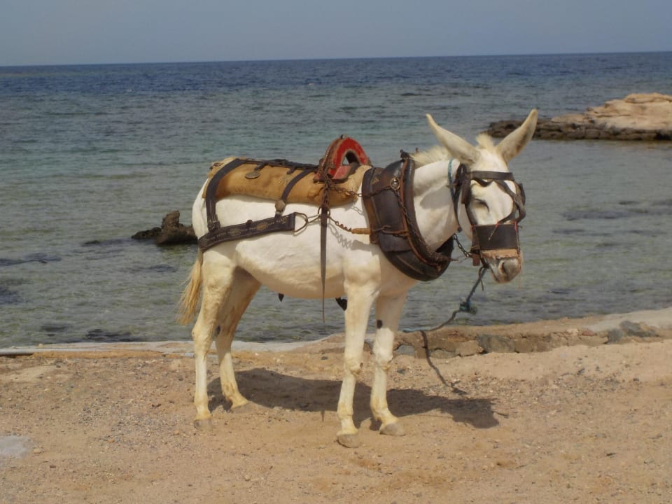 Esel  Jaz Dar EL Madina