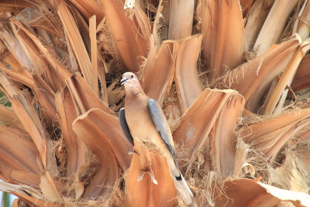 Taube Sentido Akassia Beach